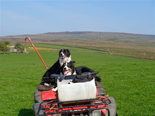 dogs on bike